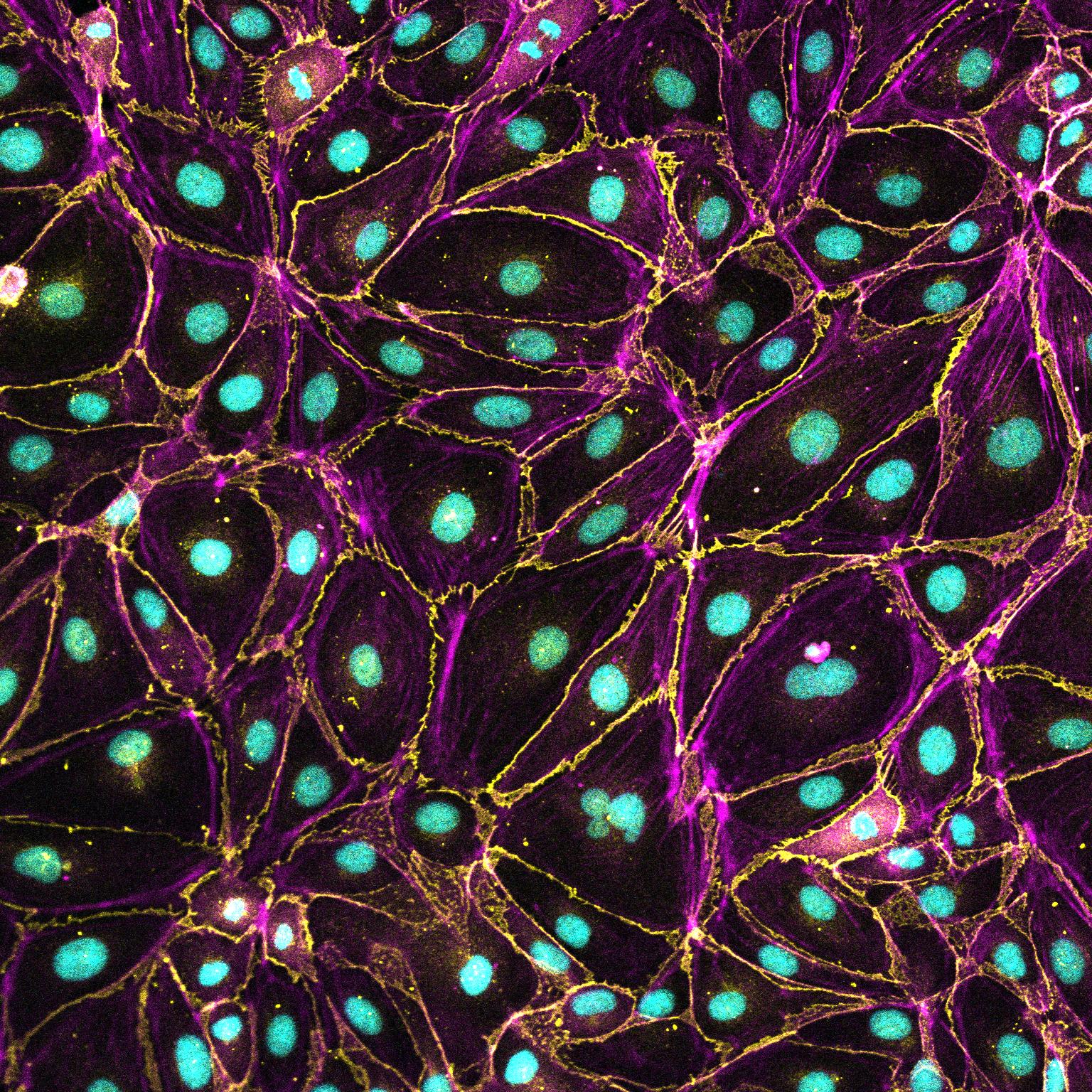 Cell assays